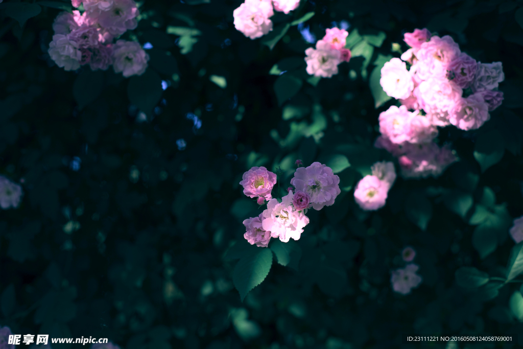 蔷薇