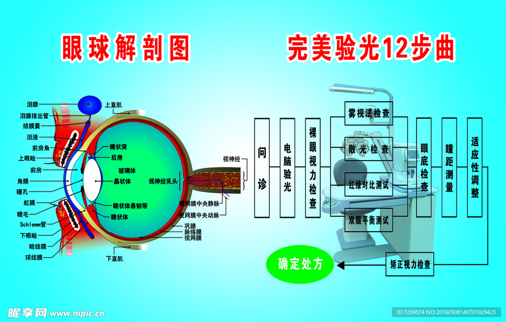 眼球解剖图