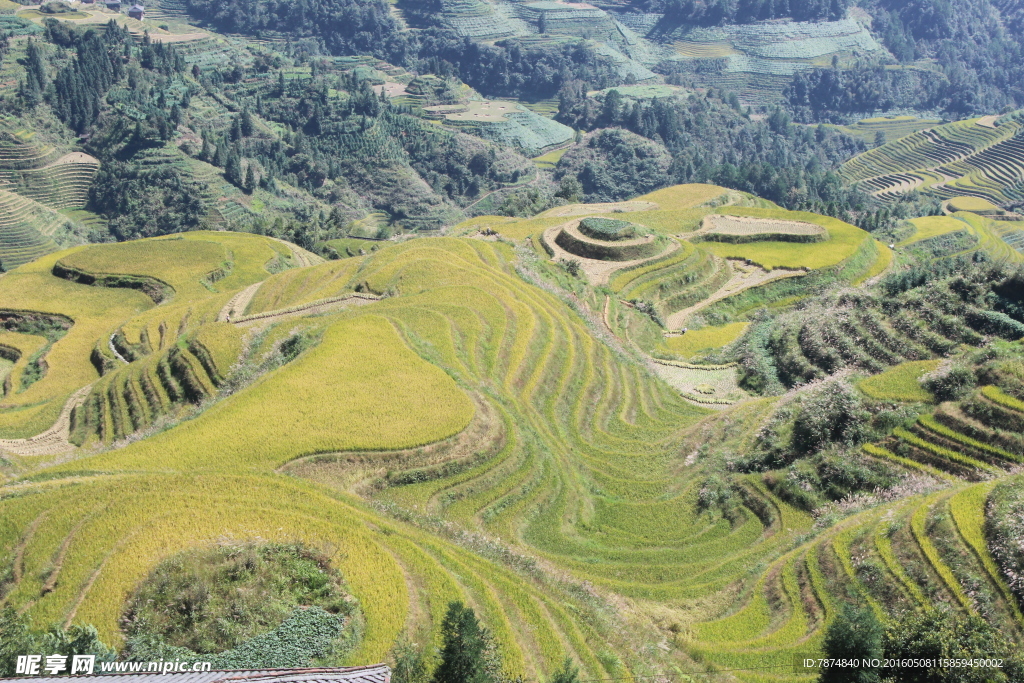 龙脊梯田