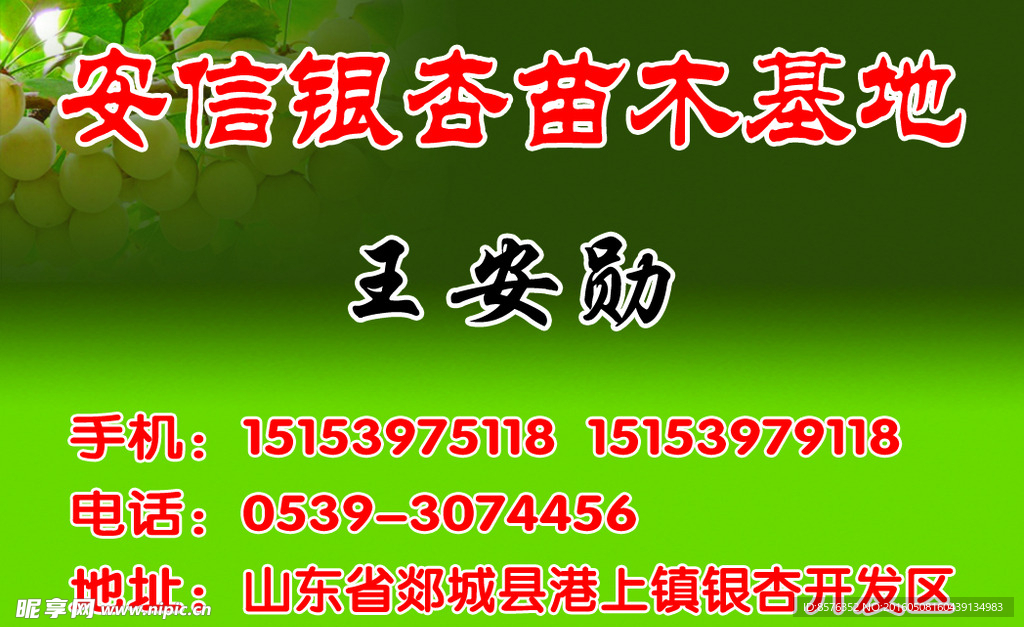 银杏名片