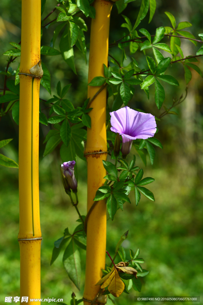 竹子与牵牛花