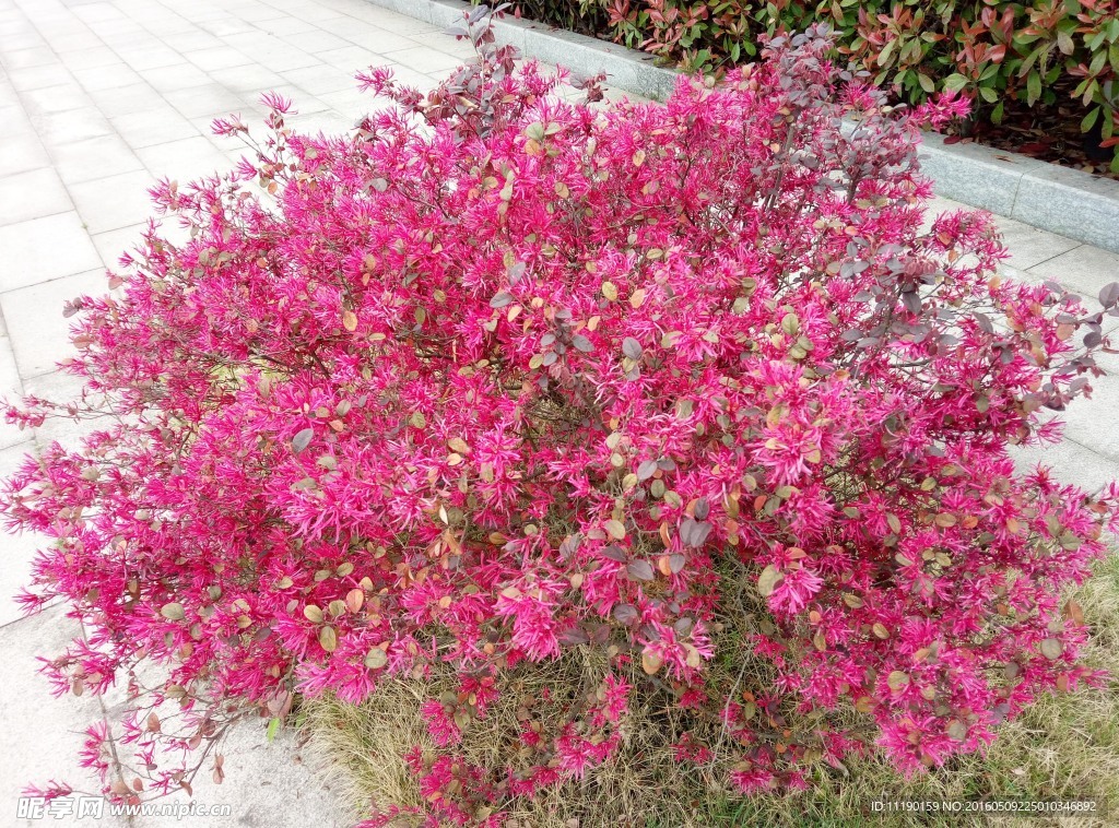 红花继木