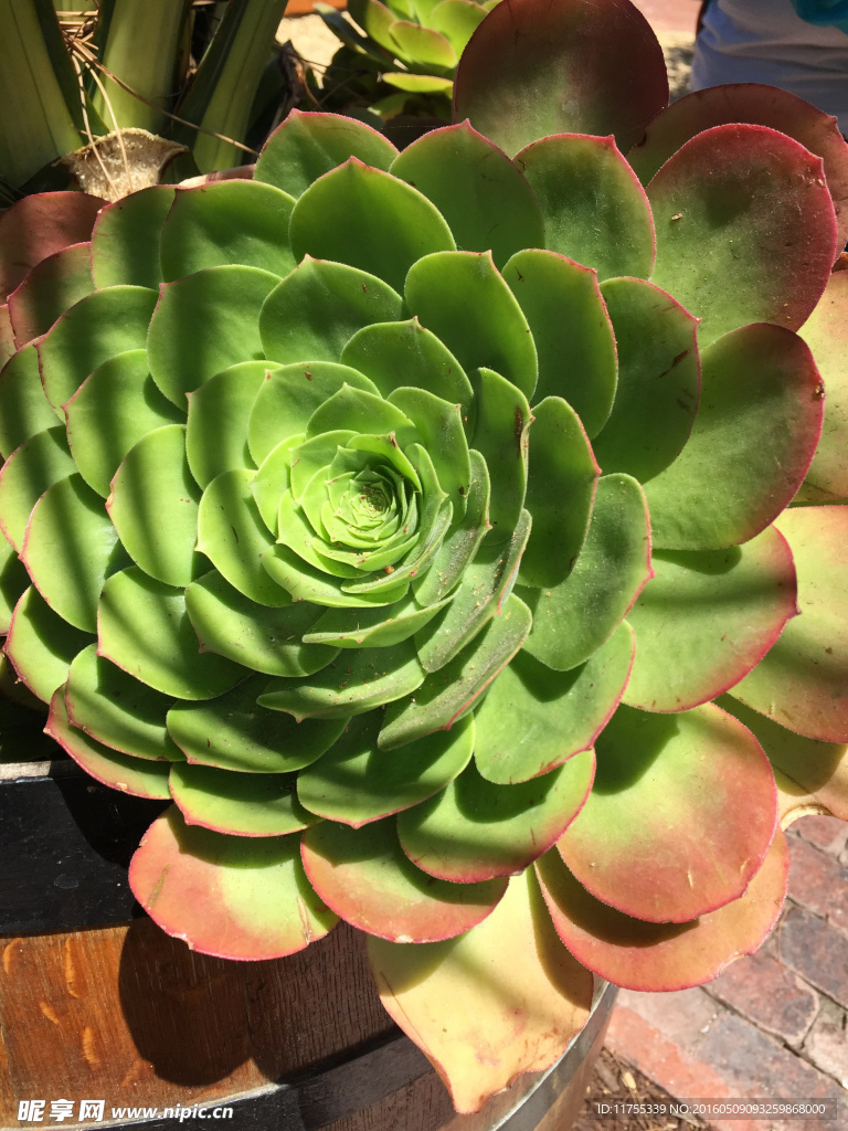 多肉植物 出锦