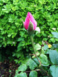 蔷薇花