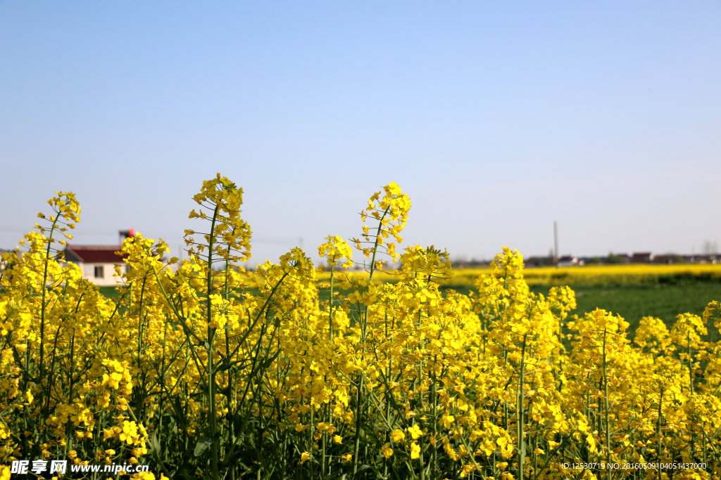 油菜花