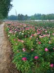 日本株式白芍花海种植