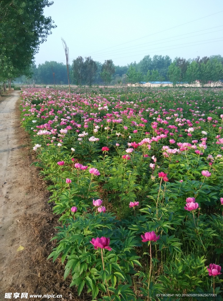 日本株式白芍花海种植