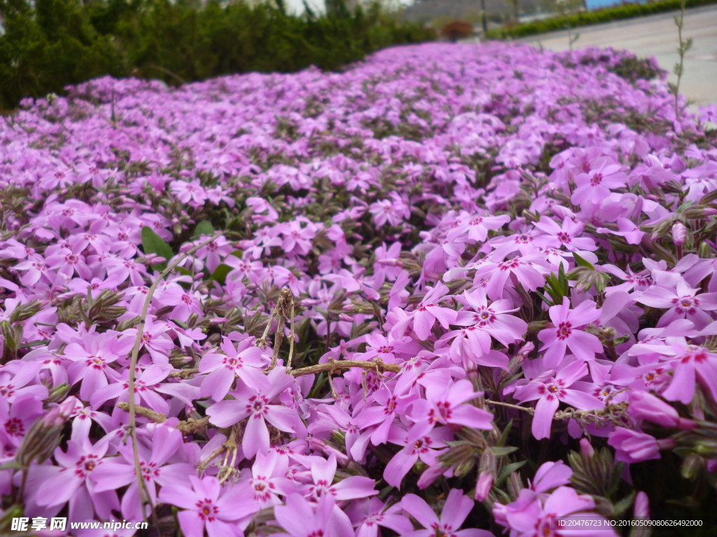 花卉