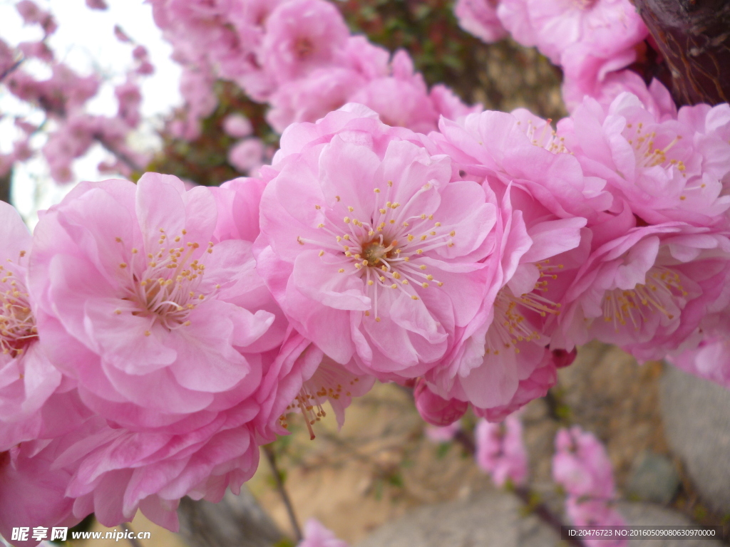 梅花花卉