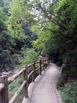 绿树栏杆