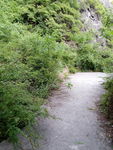绿树小路