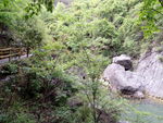 绿树