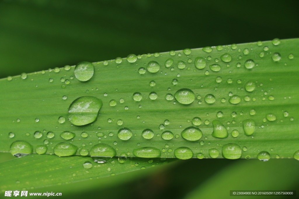 露珠 水滴