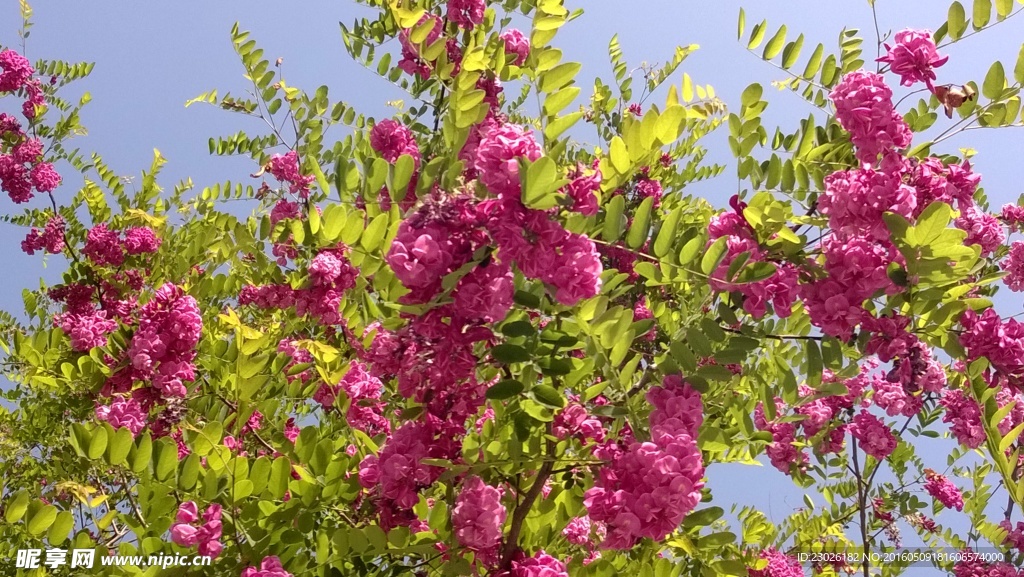 红槐花