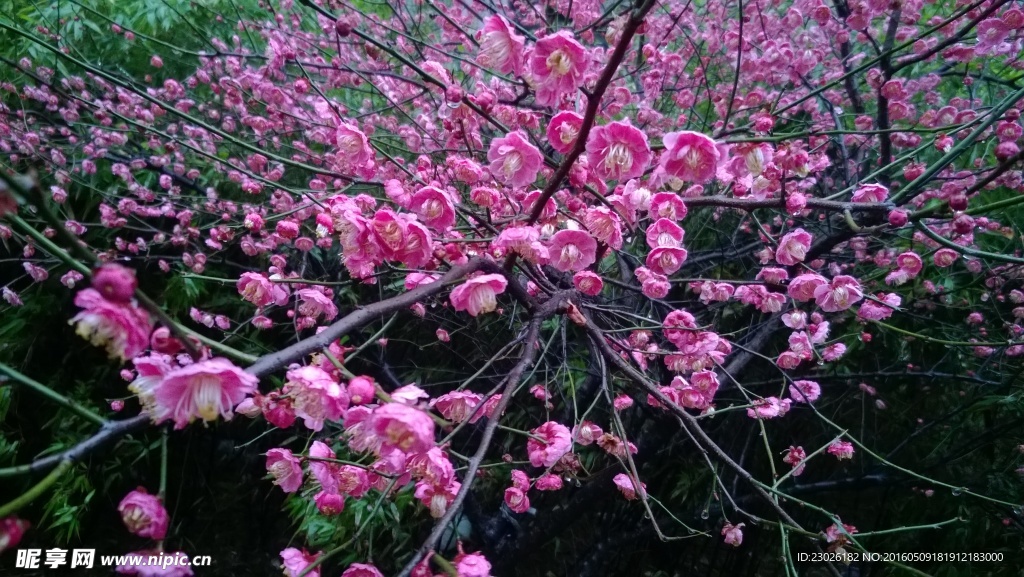 梅花