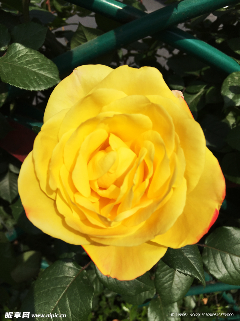月季花