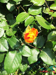 月季花