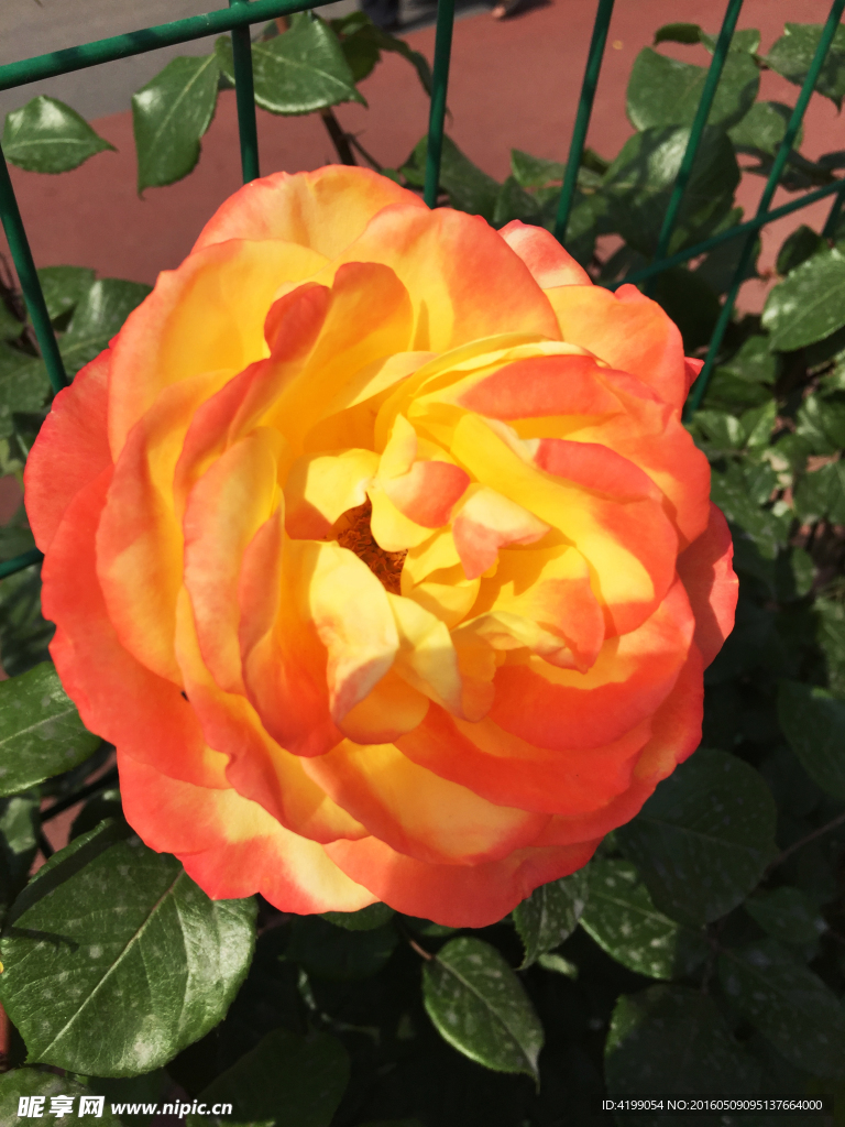 月季花