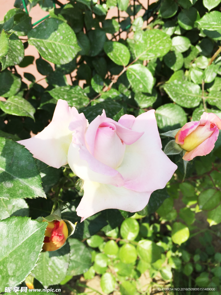 月季花