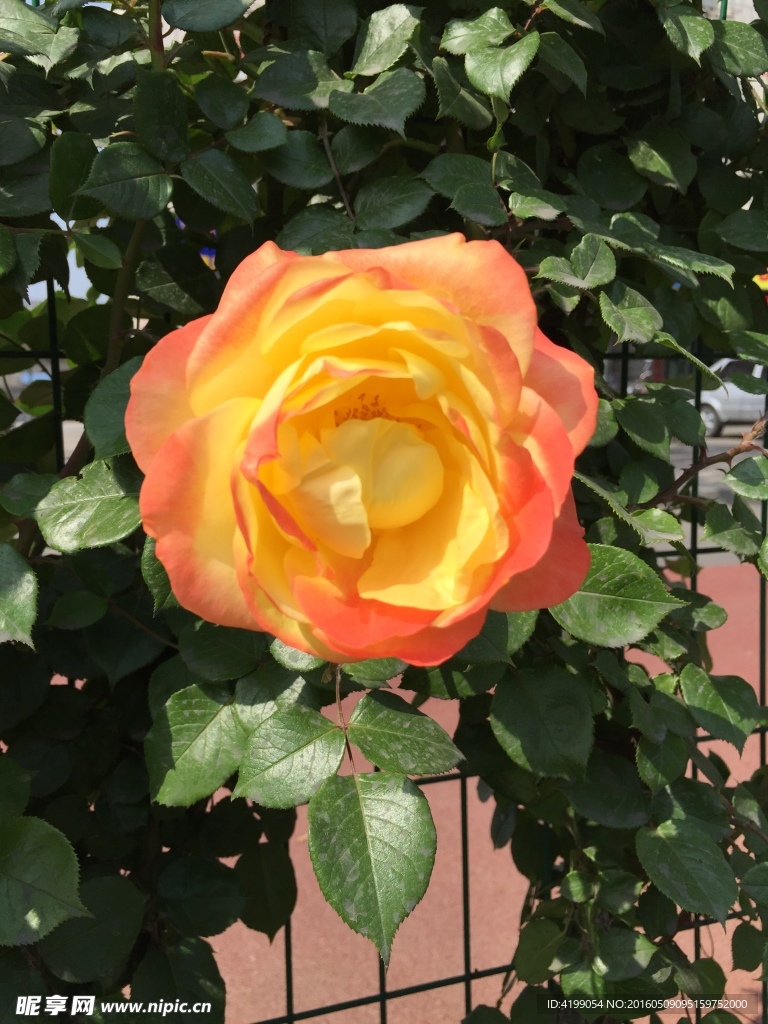 月季花