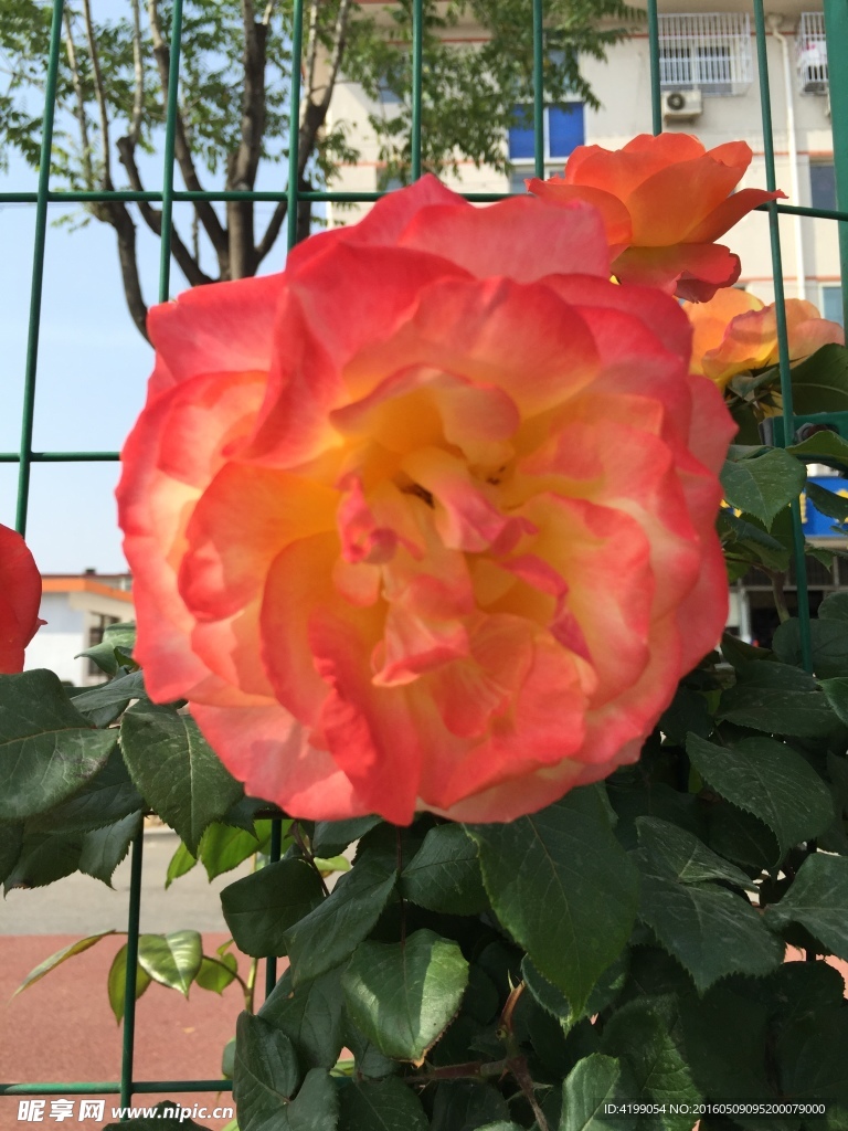月季花