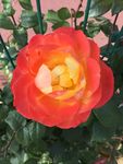 月季花