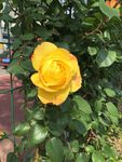月季花