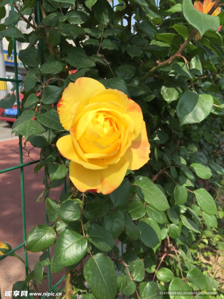 月季花