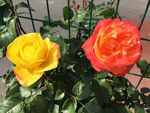 月季花