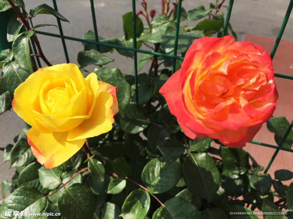 月季花