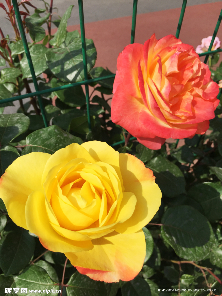 月季花