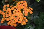 长寿花