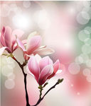 玉兰花