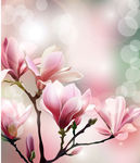 玉兰花