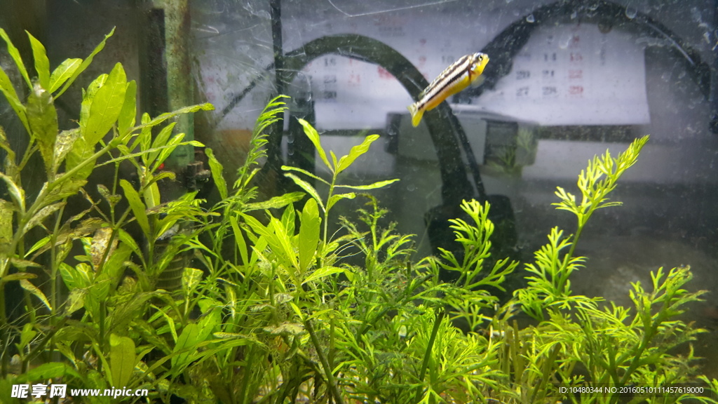 水草造景