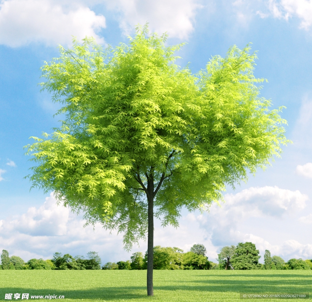 树木模型