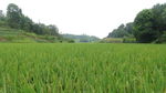 希望的田野