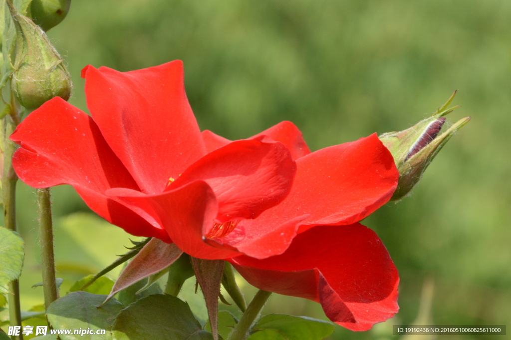 月季花