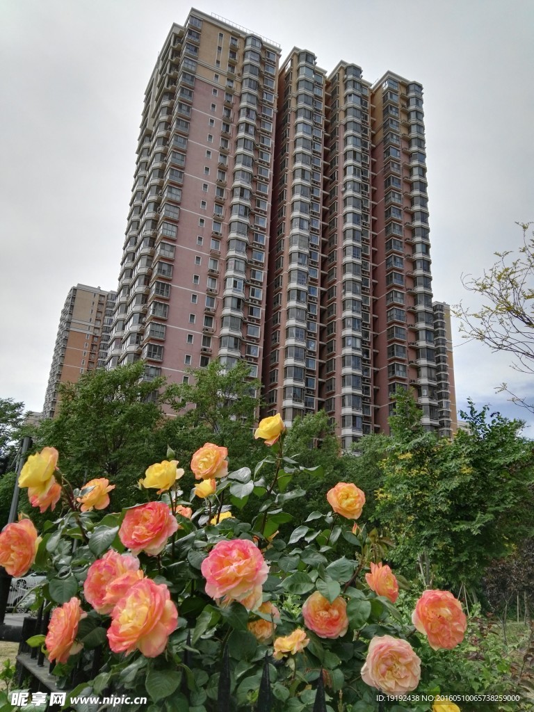 月季花