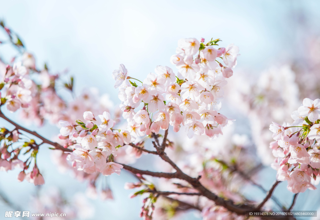 樱花