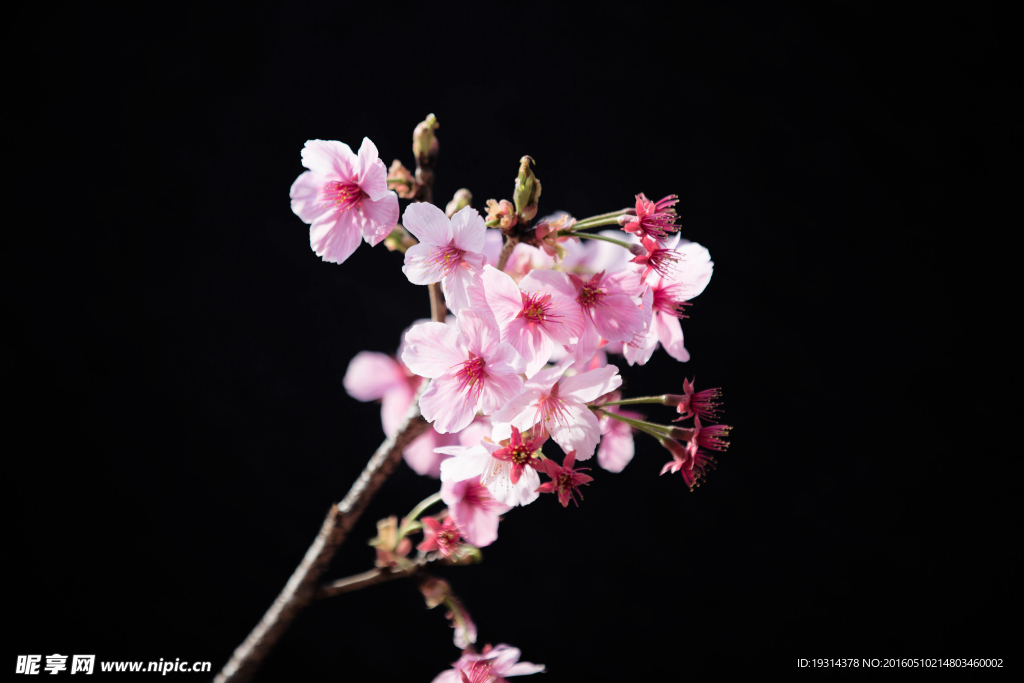 樱花