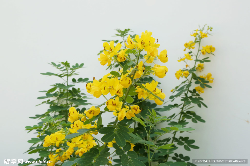 黄花