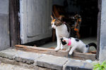 猫