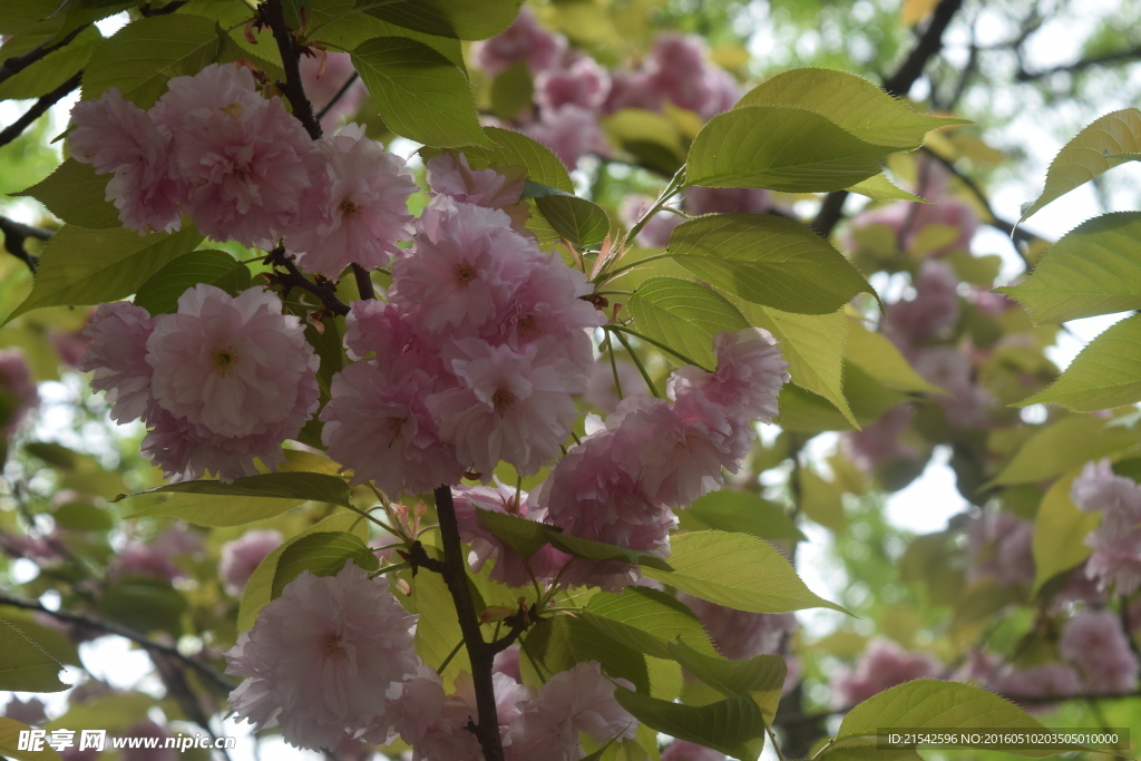 樱花