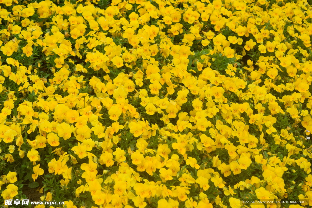 黄花 花海