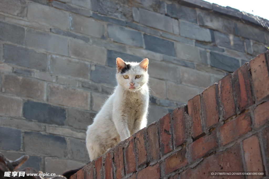 墙上的猫