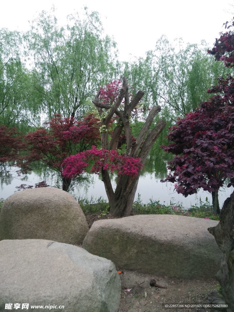 公园植物