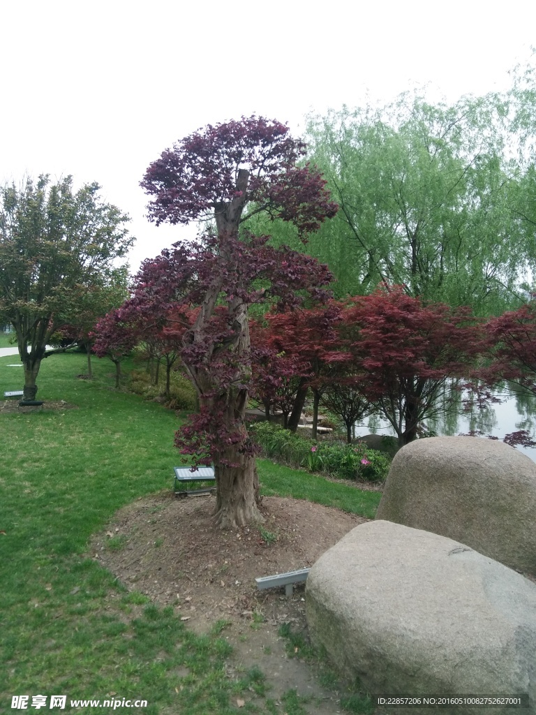 公园植物