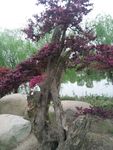 公园植物