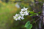 丁香花
